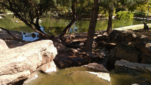 UNM Duck Pond in 2017